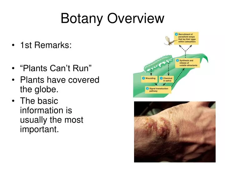 botany overview