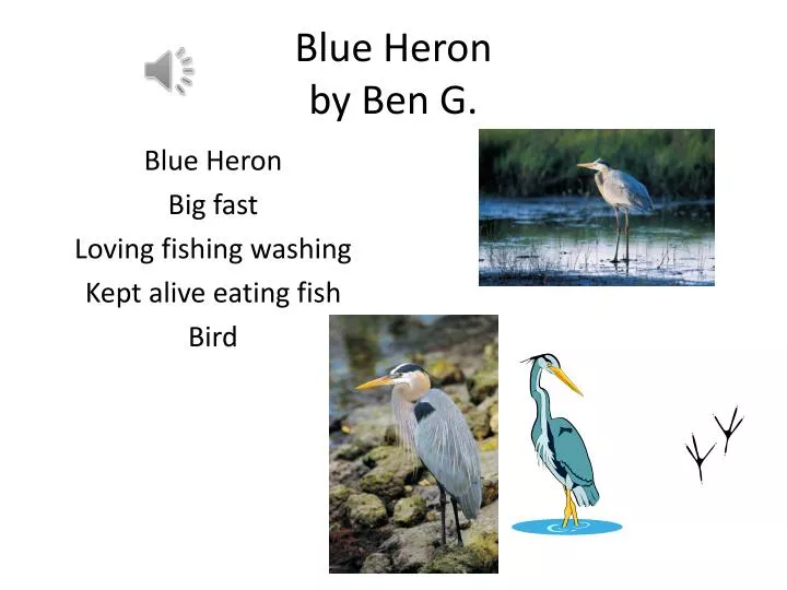 blue heron by ben g