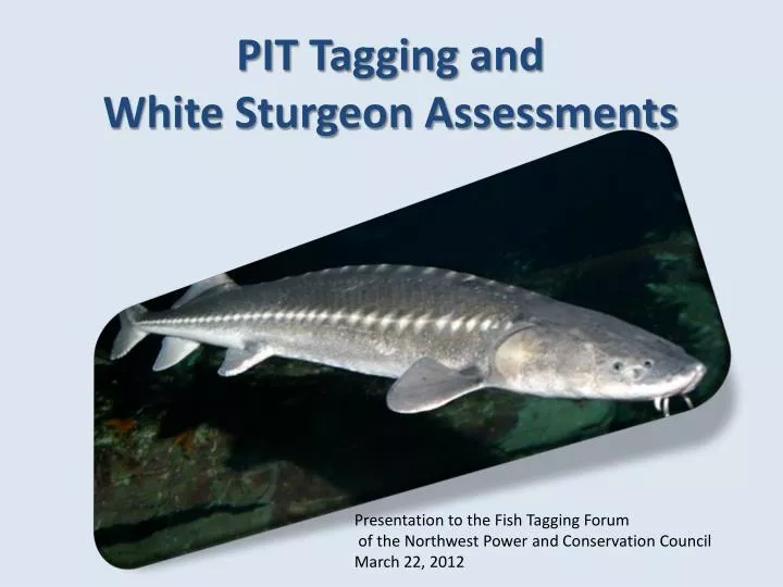pit tagging and white sturgeon assessments