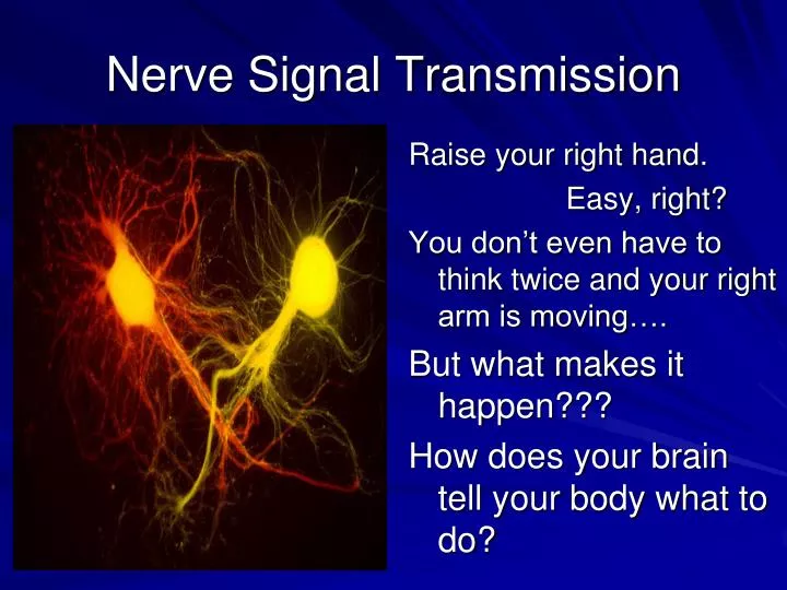 nerve signal transmission