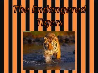 The Endangered Tigers