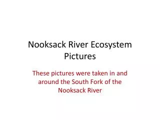 Nooksack River Ecosystem Pictures