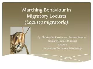 Marching Behaviour in Migratory Locusts ( Locusta migratoria)