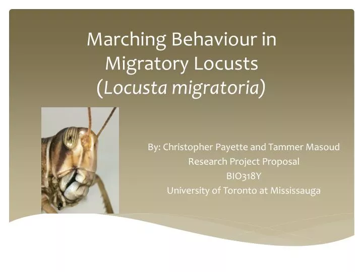 marching behaviour in migratory locusts locusta migratoria