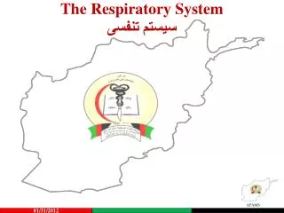 the respiratory system