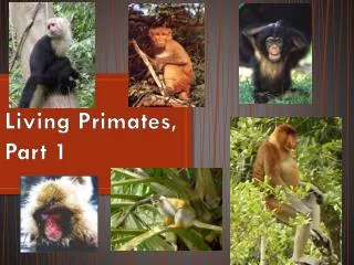 Living Primates, Part 1
