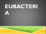 Eubacteria - slide 1