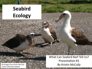 Seabird Ecology