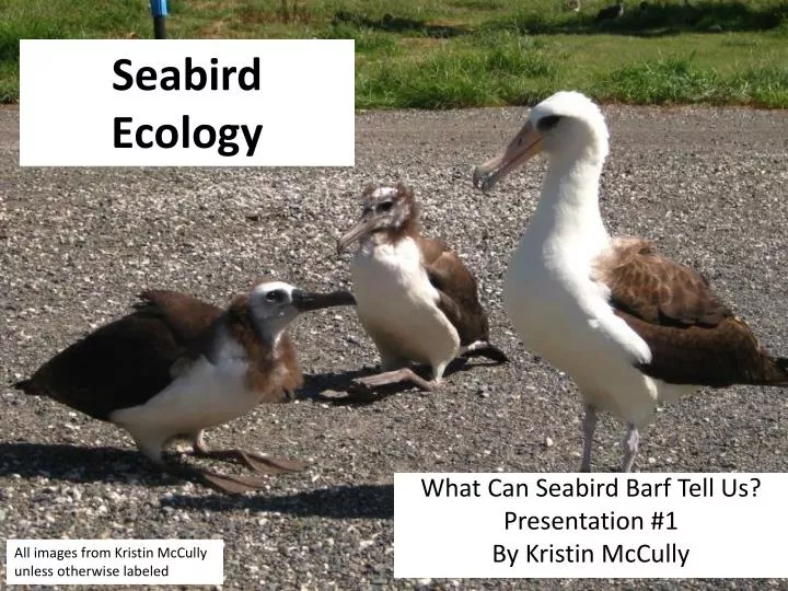seabird ecology
