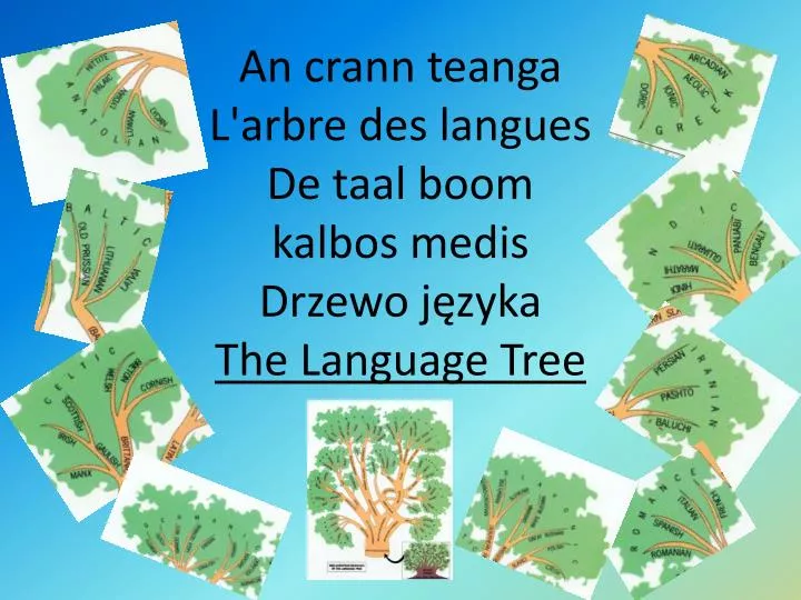 an crann teanga l arbre des langues de taal boom kalbos medis drzewo j zyka the language tree