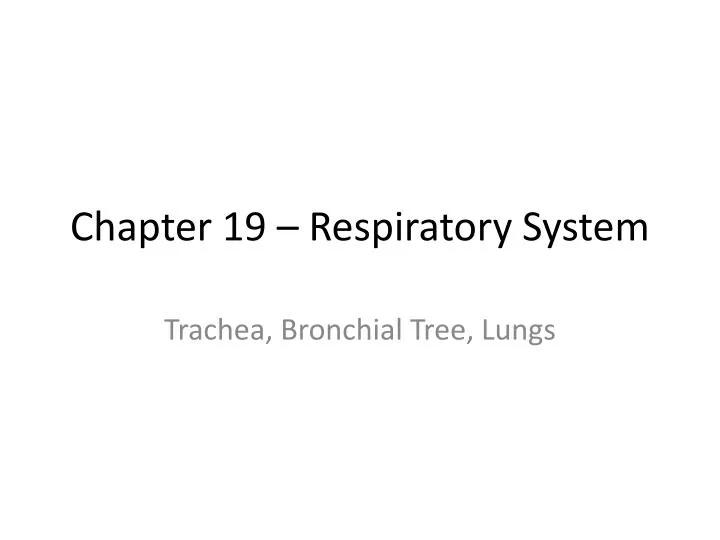 chapter 19 respiratory system