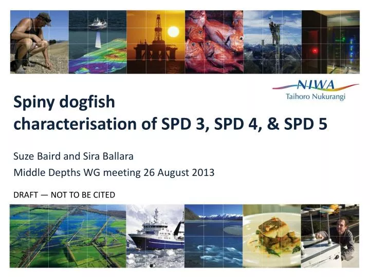 spiny dogfish characterisation of spd 3 spd 4 spd 5
