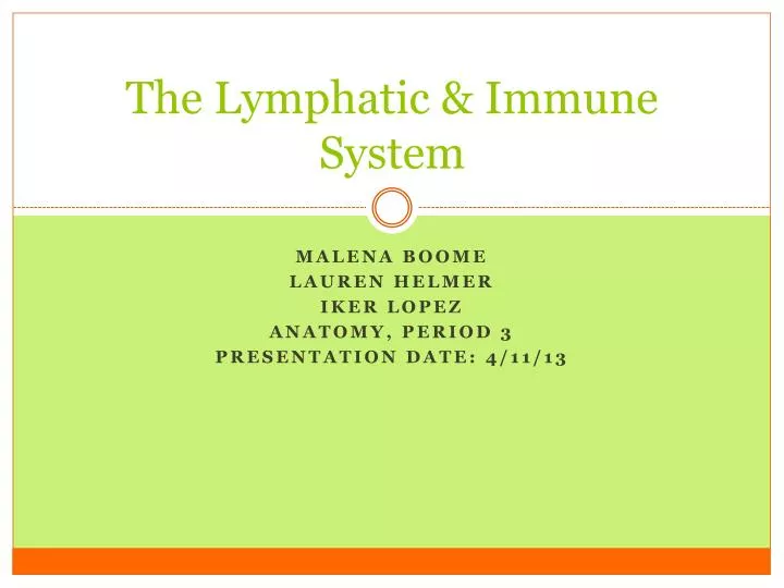 the lymphatic immune system
