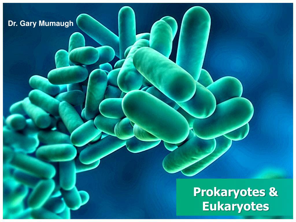 PPT - Prokaryotes & Eukaryotes PowerPoint Presentation, free download ...