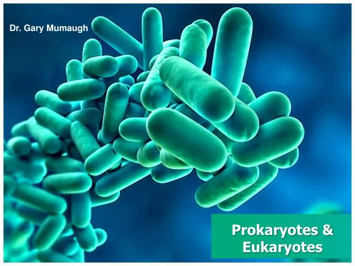 prokaryotes eukaryotes
