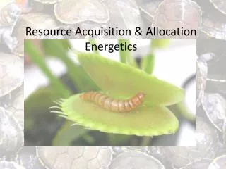 Resource Acquisition &amp; Allocation Energetics