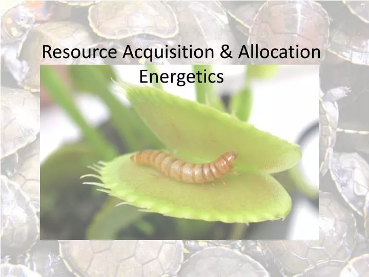resource acquisition allocation energetics
