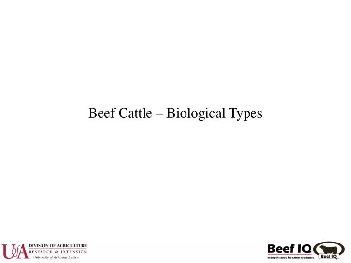 beef cattle biological types