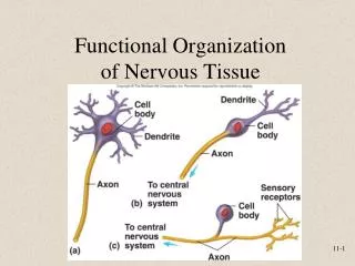 Functional Organization of Nervous Tissue