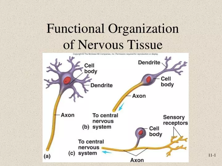 functional organization of nervous tissue