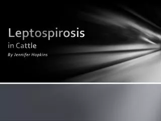 Leptospirosis in Cattle