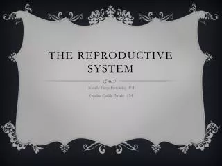 the reproductive system
