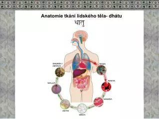Anatomie tkání lidského těla- dhátu