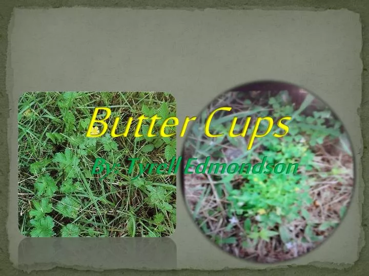 butter cups