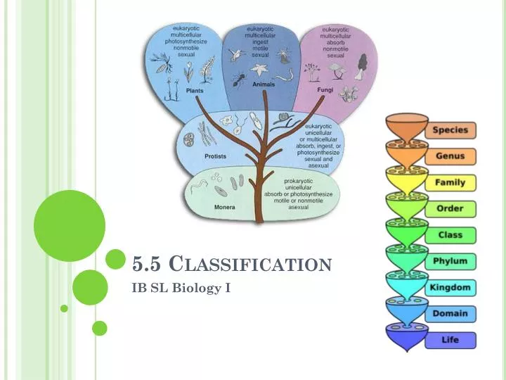 5 5 classification