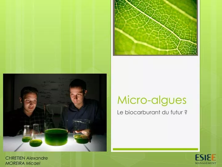 micro algues