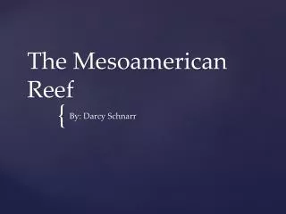 The Mesoamerican Reef