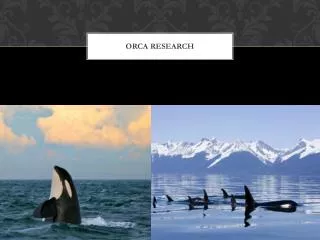 Orca research