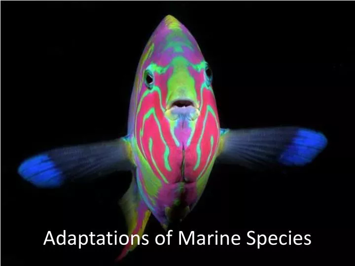 adaptations of marine species