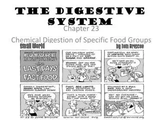 The Digestive System