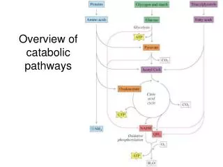 Overview of catabolic pathways