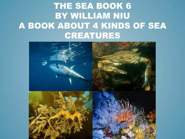 the sea book 6 by william niu a book about 4 kinds of sea creatures