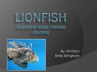Lionfish Scientific name : Pterois volitans