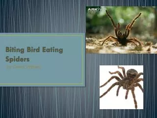 Biting Bird Eating Spiders