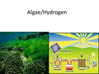 Algae/Hydrogen