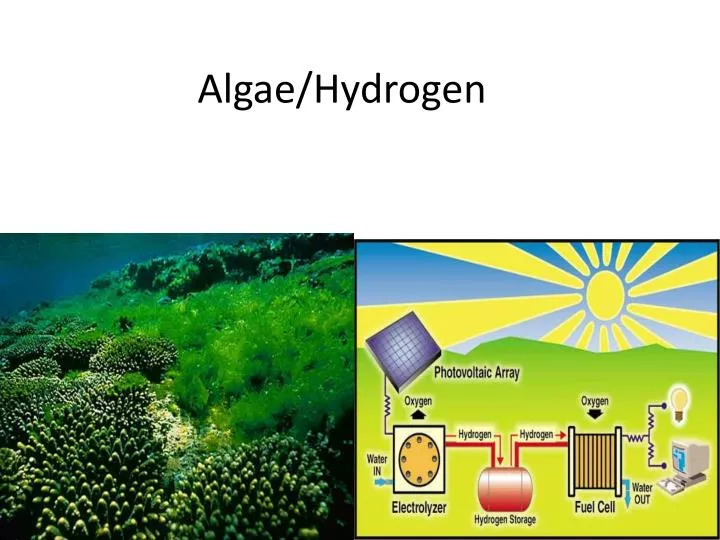 algae hydrogen