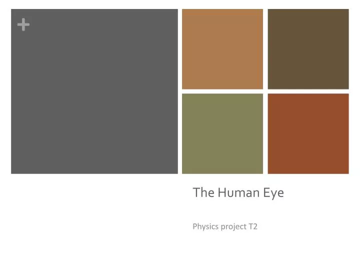 the human eye