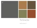 The Human Eye - slide 1