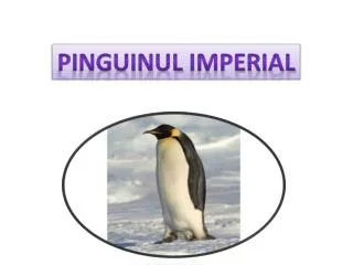 Pinguinul imperial