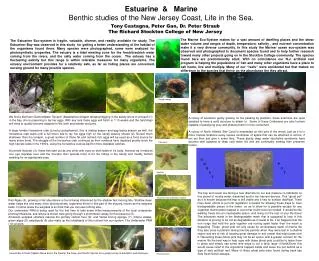 Estuarine &amp; Marine Benthic studies of the New Jersey Coast, Life in the Sea.