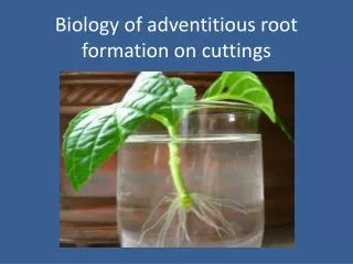 Biology of adventitious root formation on cuttings