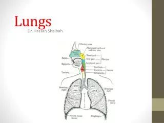 Lungs