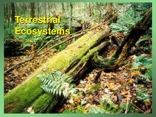 Terrestrial Ecosystems