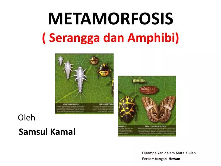 metamorfosis serangga dan amphibi