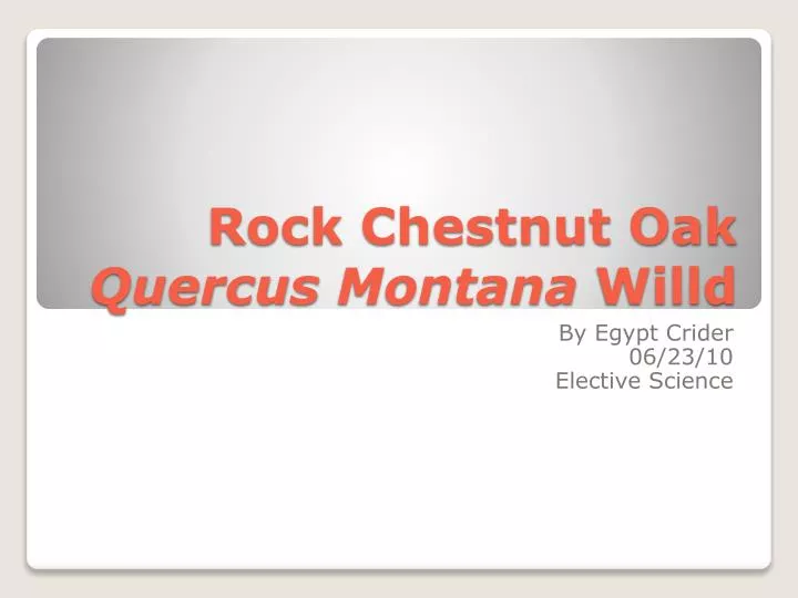 rock chestnut oak quercus montana willd
