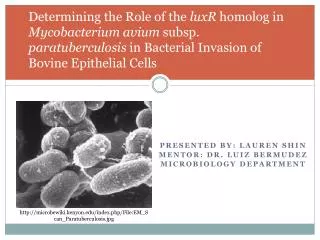 Presented by: Lauren Shin Mentor: DR. Luiz Bermudez Microbiology DEPARTMENT